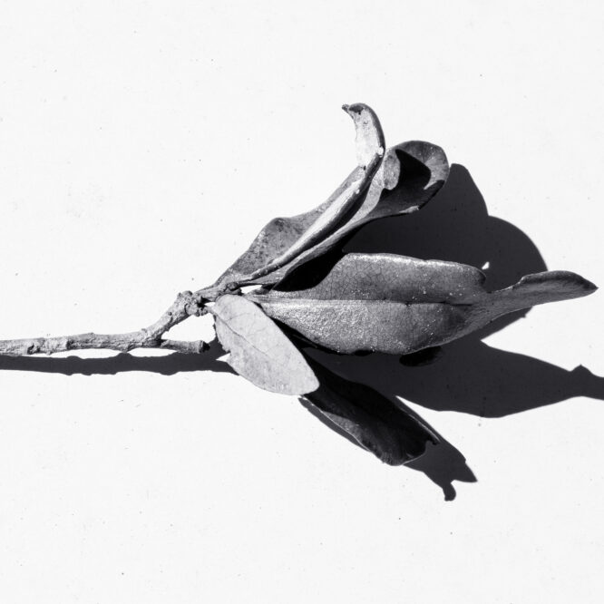 Minimalist black and white abstract photograph of a dried leaf casting a dramatic shadow on a white background – fine art abstract photography by creativephotoconnect.com